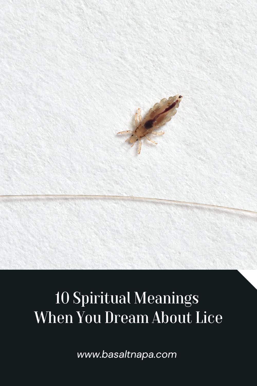 Spiritual Meanings Of lice In Dreams