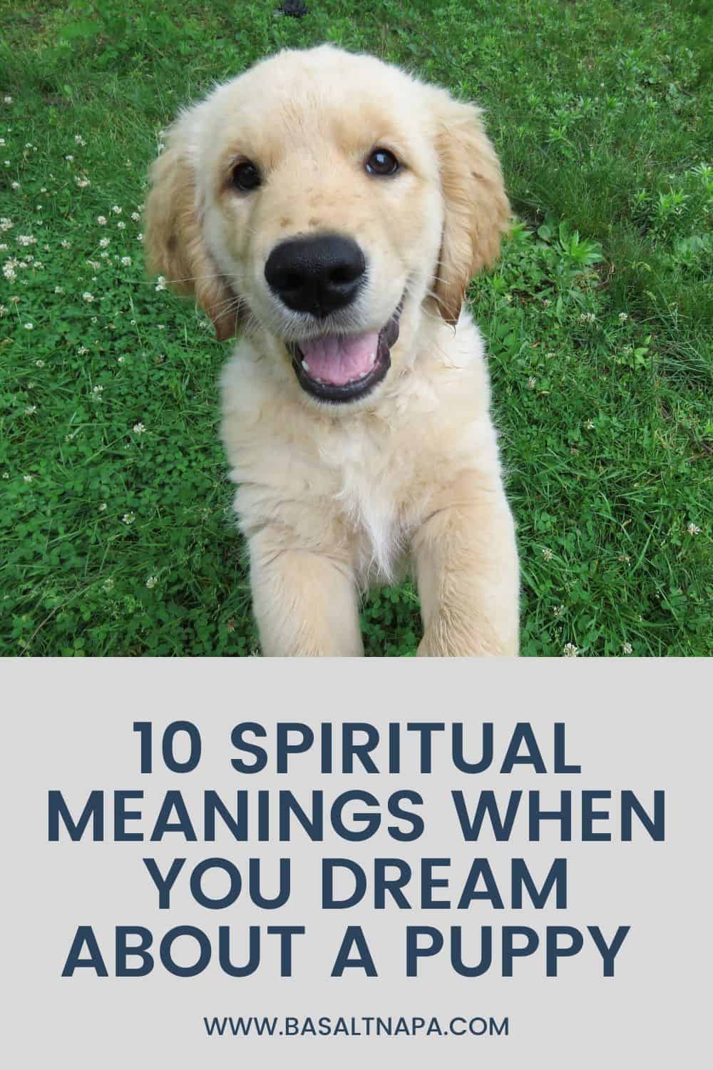 Spiritual Meanings When You Dream About a Puppy 