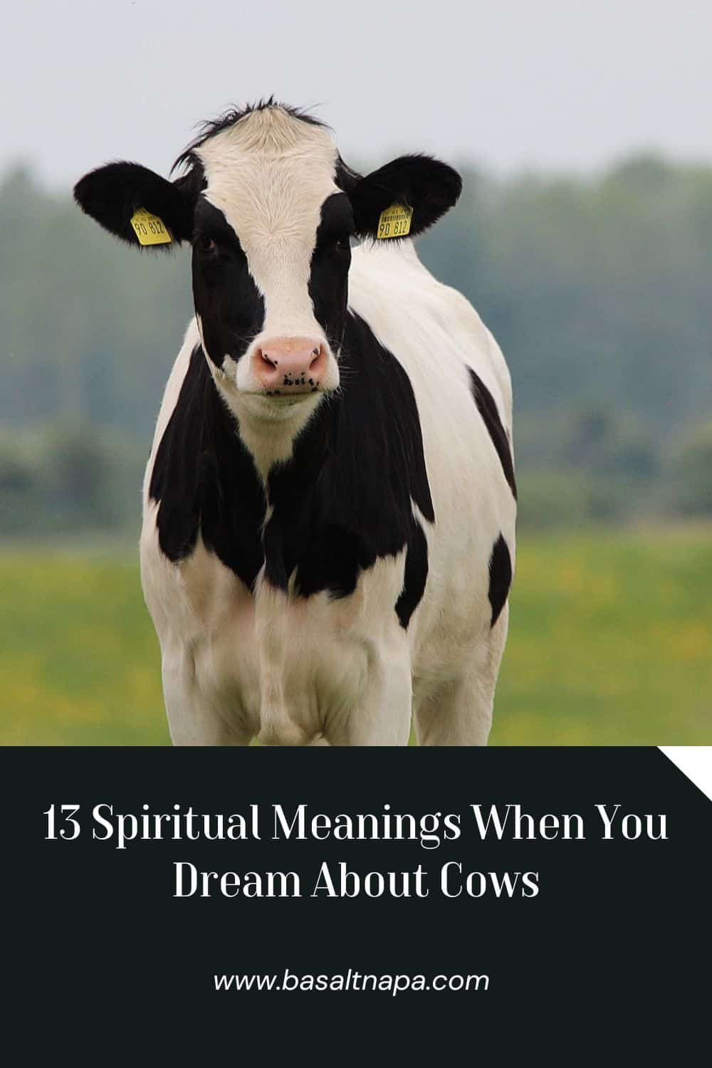 Spiritual Meanings of Dreams About Cows