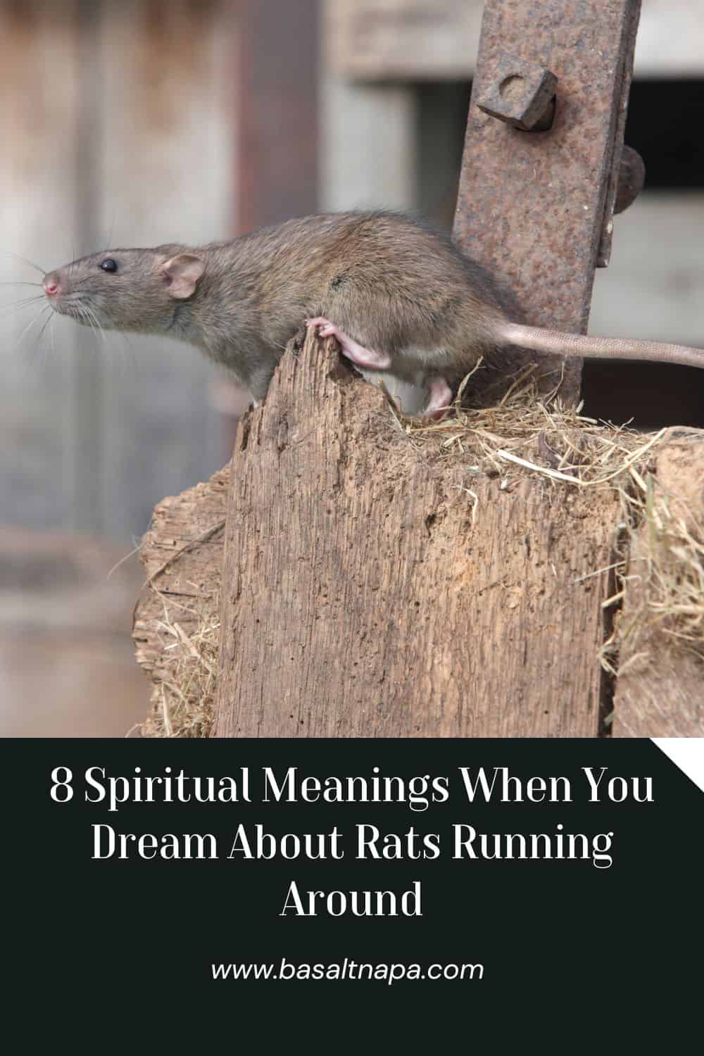 The General Meaning of Rats in Dreams