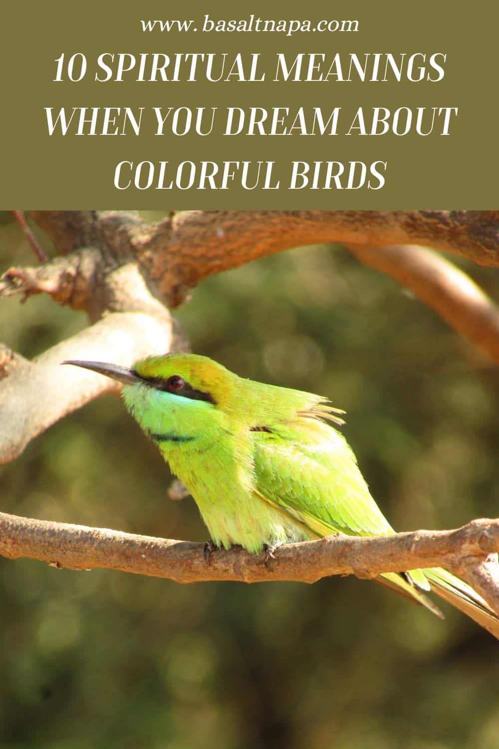 What Does It Mean When You Dream About Colorful Birds