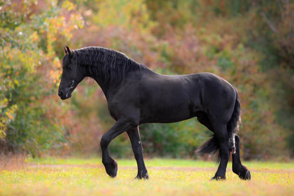 22 Spiritual Meanings When You Dream About A Black Horse