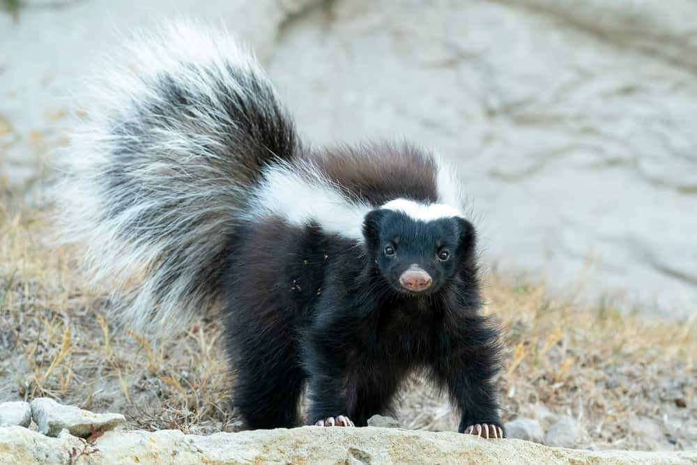 9 Spiritual Meanings When You Dream About A Skunk