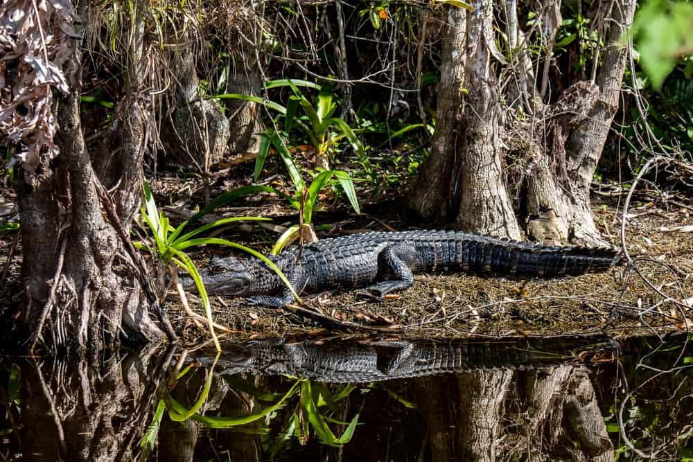 16 Spiritual Meanings When You Dream About An Alligator