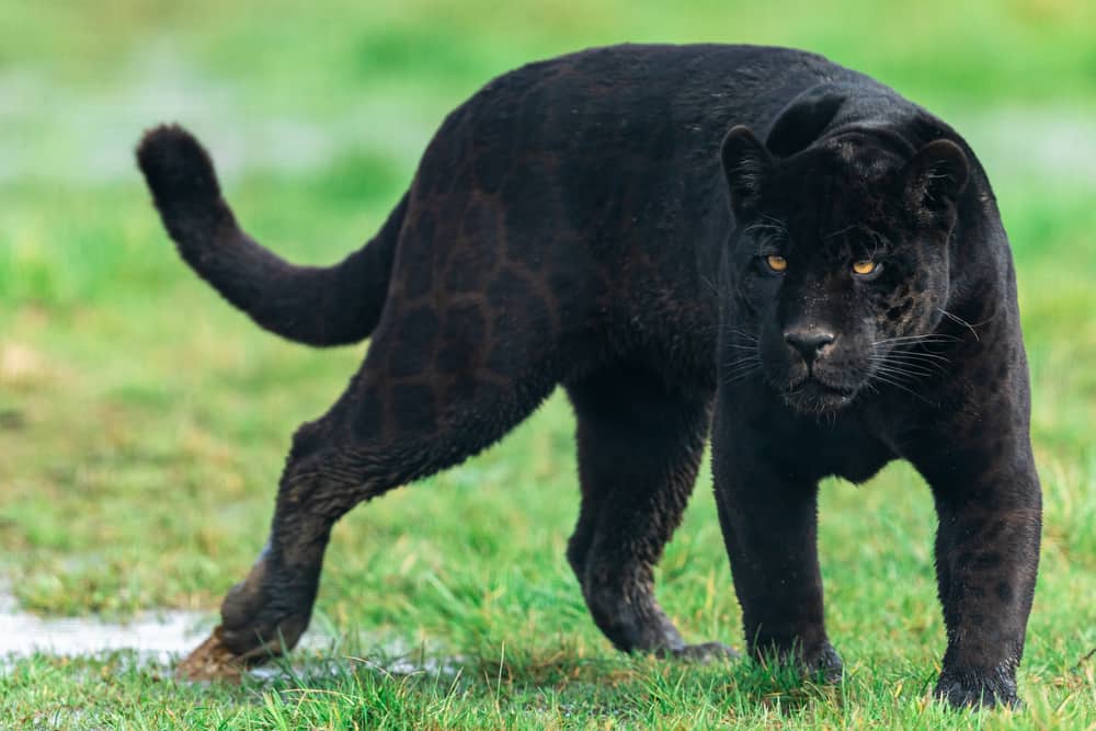 11 Spiritual Meanings When You Dream About Black Panther