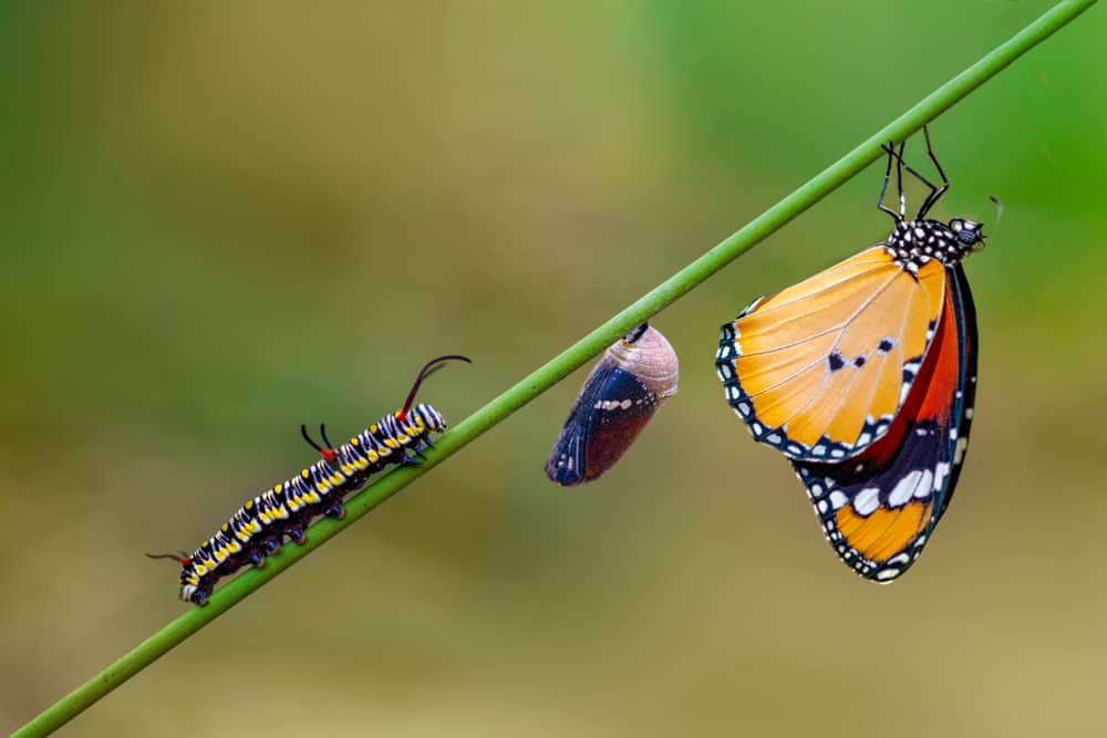 8 Spiritual Meanings When You Dream About Butterflies