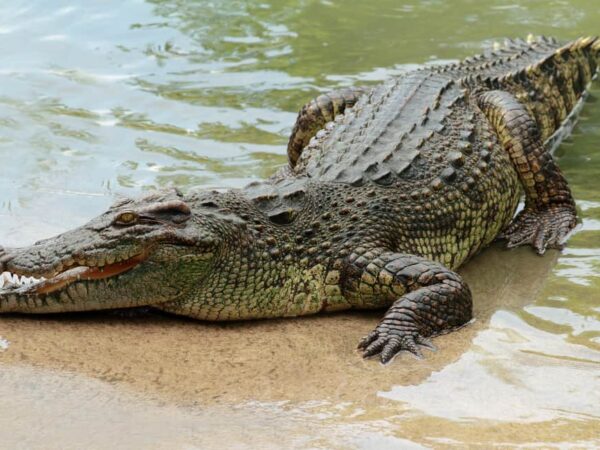 11 Spiritual Meanings When You Dream About Crocodile