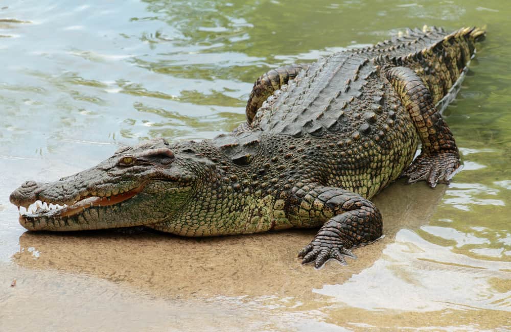 dream about crocodile