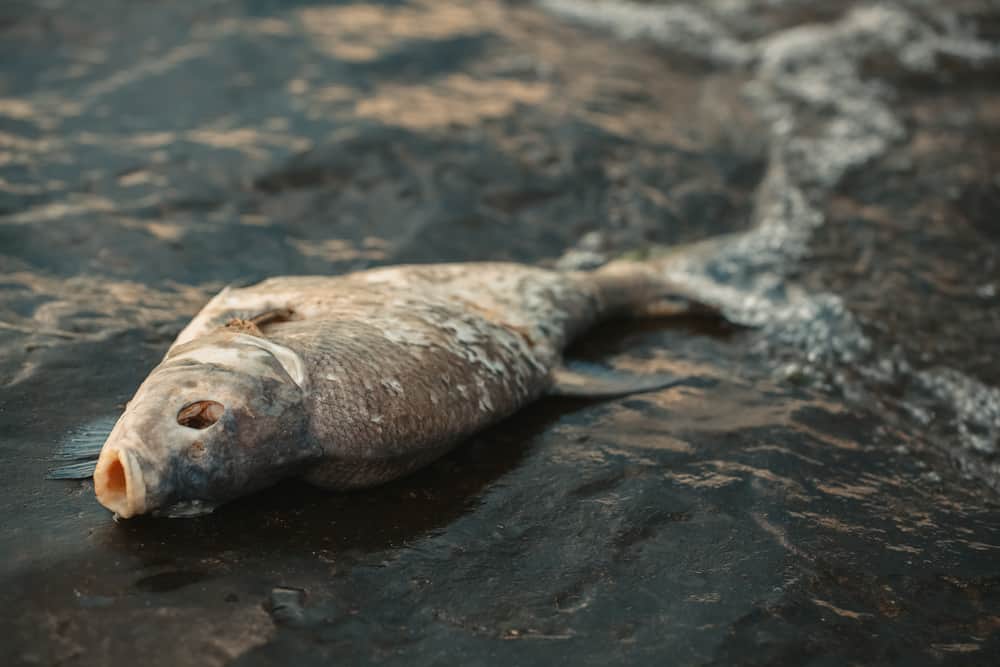 12 Spiritual Meanings When You Dream About Dead Fish