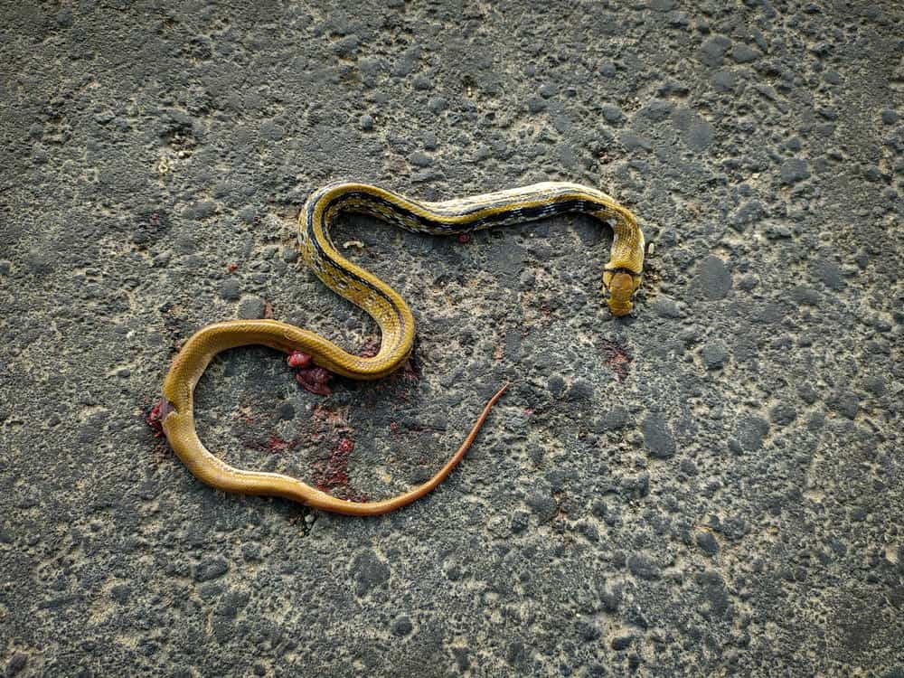 11 Spiritual Meanings When You Dream About Dead Snakes