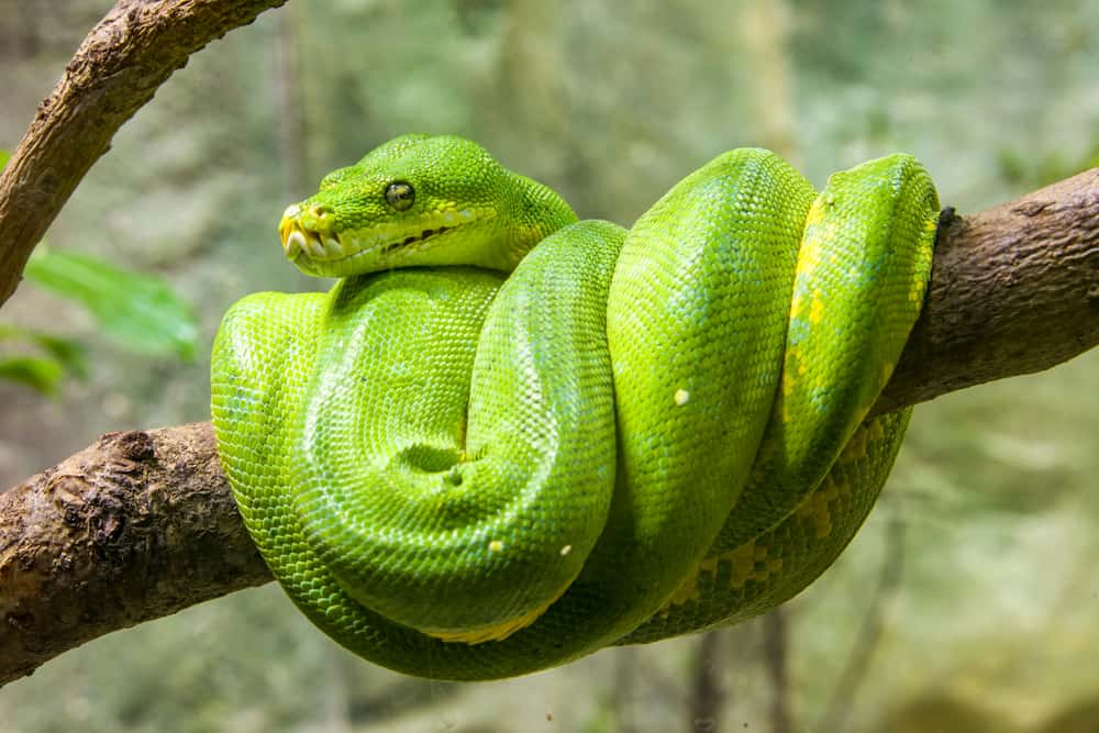 dream about green snake