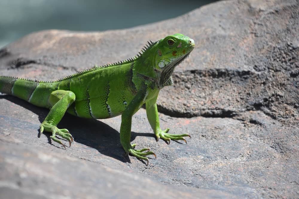 8 Spiritual Meanings When You Dream About Lizards