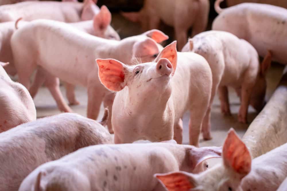 15 Spiritual Meanings When You Dream About Pigs