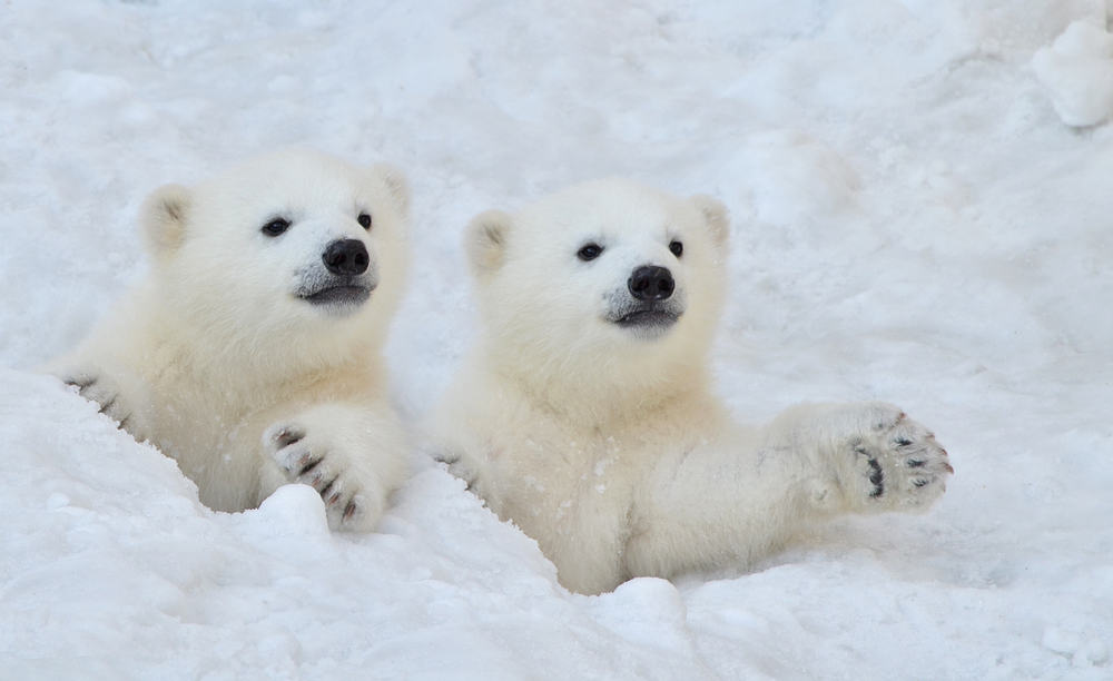 20 Spiritual Meanings When You Dream About A Polar Bear