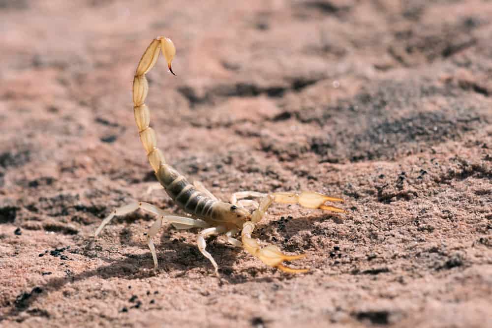 8 Spiritual Meanings When You Dream About Scorpion