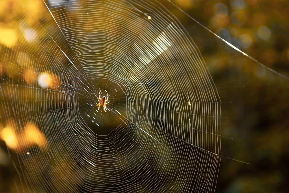 16 Spiritual Meanings When you Dream About Spider Webs
