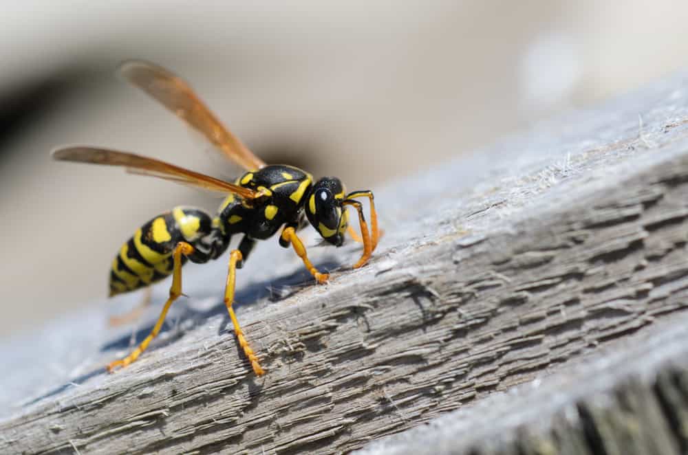10 Spiritual Meanings When You Dream About Wasps