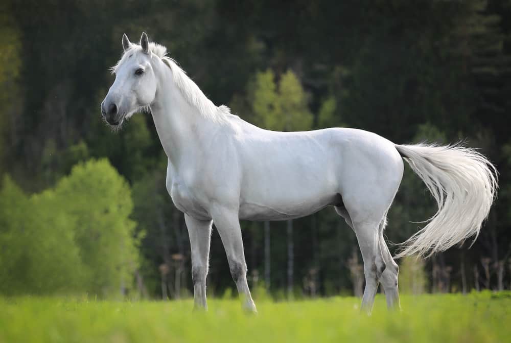 11 Spiritual Meanings When You Dream About White Horse