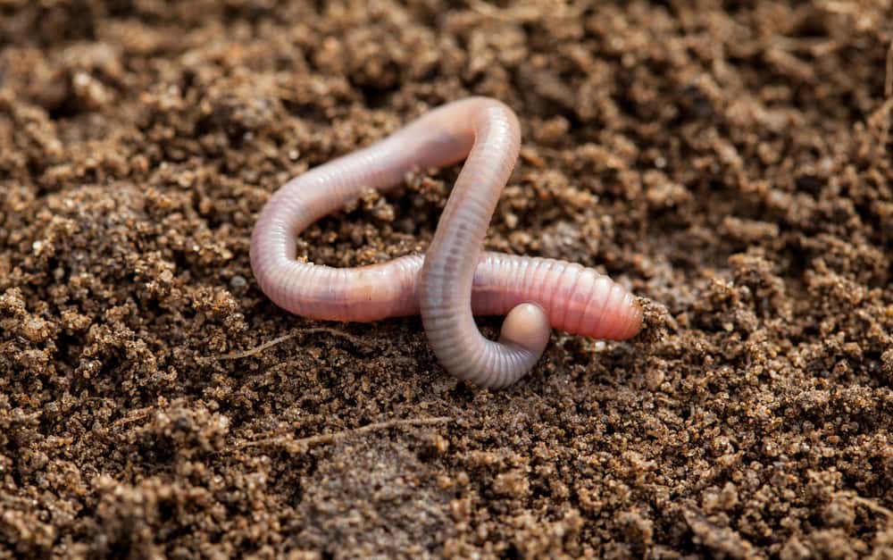 9 Spiritual Meanings When You Dream About Worms