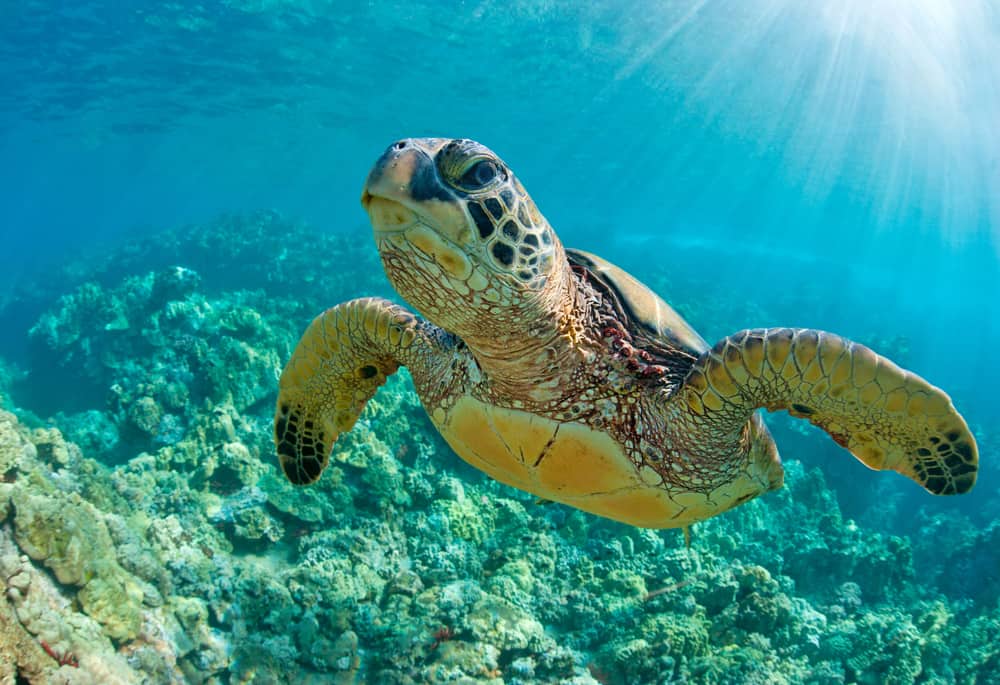 30 Spiritual Meanings When You Dream About Turtles