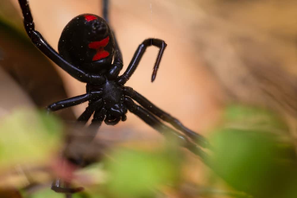 12 Spiritual Meanings When You Dream About Black Spiders