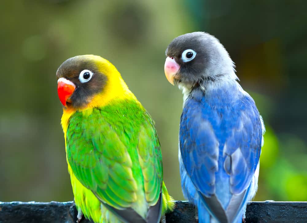 10 Spiritual Meanings When You Dream About Colorful Birds