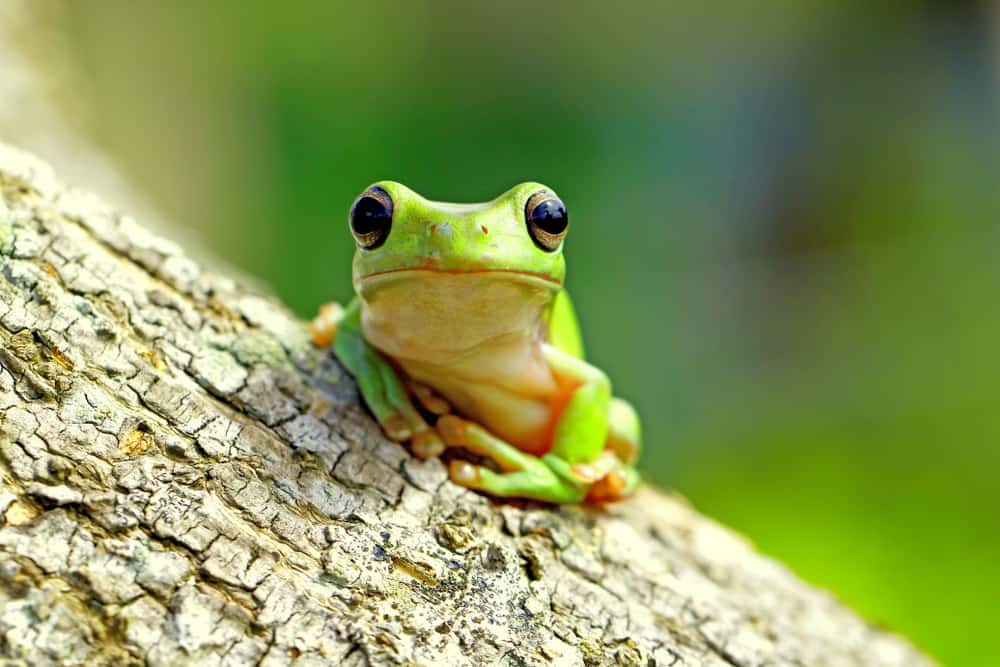 8 Spiritual Meanings When You Dream Of Frogs